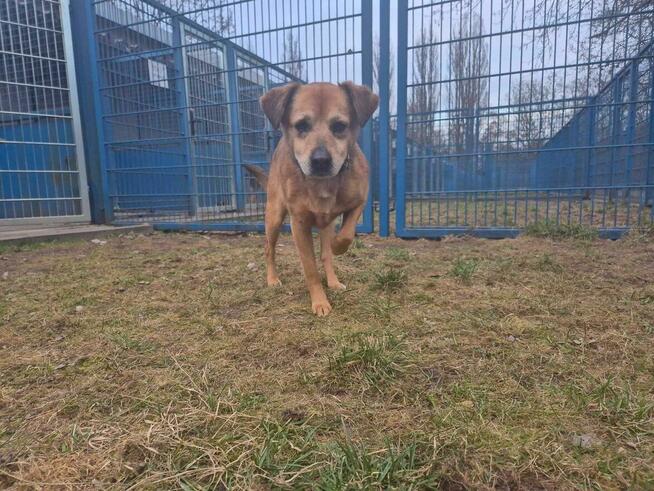Michaś - pies z Schroniska w Tychach. Adopcja. Szuka domu
