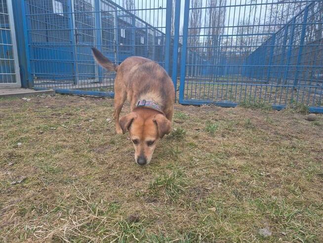 Michaś - pies z Schroniska w Tychach. Adopcja. Szuka domu