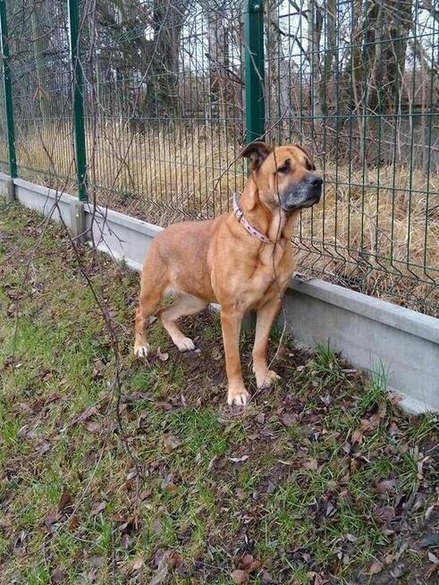 Saba - pies z Schroniska w Tychach. Adopcja. Szuka domu