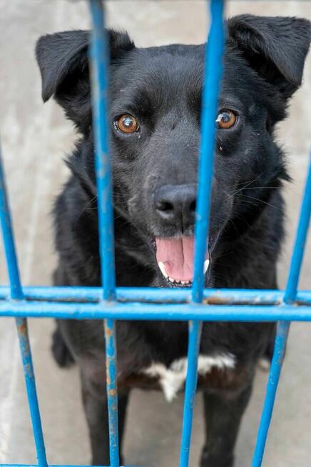 Mambo - pies z Schroniska w Tychach. Adopcja. Szuka domu