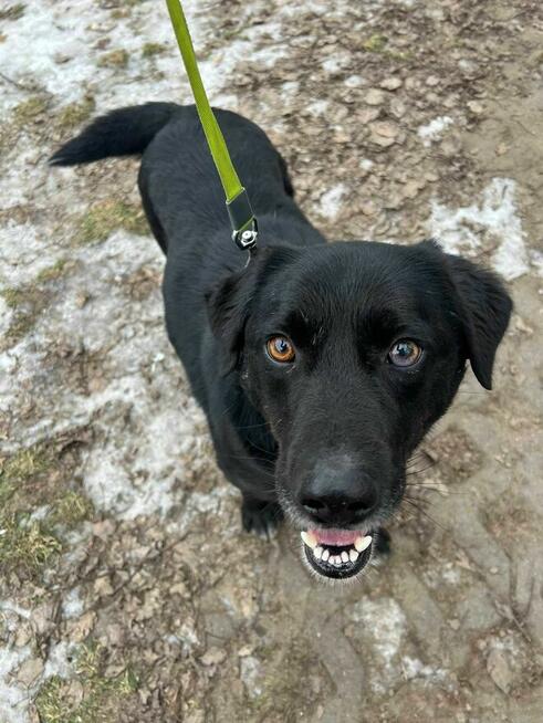 Miłosz - pies z Schroniska w Tychach. Adopcja. Szuka domu