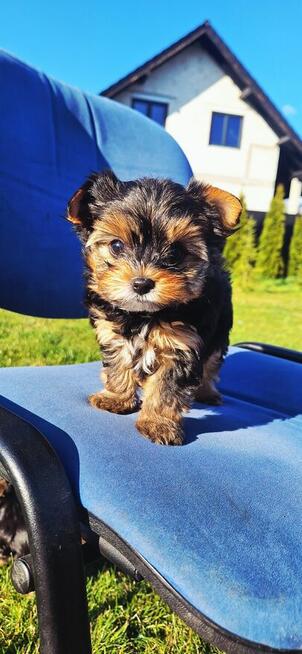 Mini ciemny Piesek yorkshire terrier