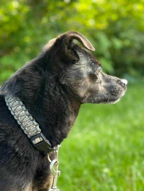 Rex - pies z Schroniska w Tychach. Adopcja. Szuka domu