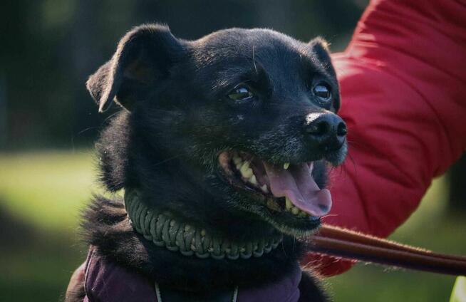 Rex - pies z Schroniska w Tychach. Adopcja. Szuka domu