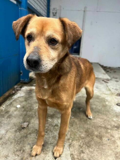 Michaś - pies z Schroniska w Tychach. Adopcja. Szuka domu
