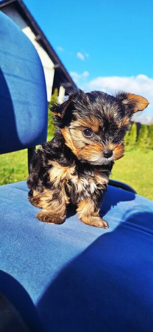 Mini ciemny Piesek yorkshire terrier