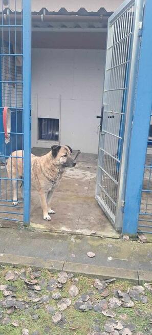 Miwan - pies z Schroniska w Tychach. Adopcja. Szuka domu