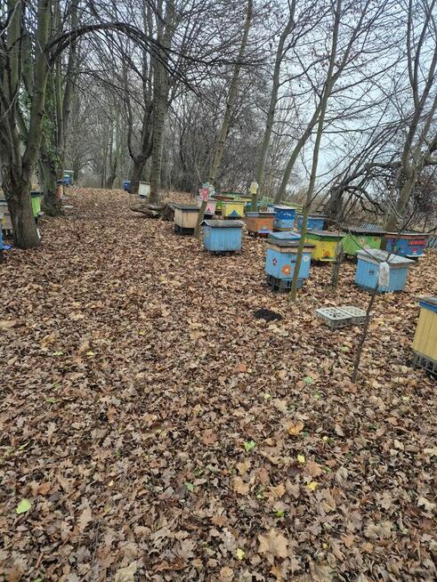 Syndyk sprzeda dwie pasieki - ule (35 szt. i 17 szt.)