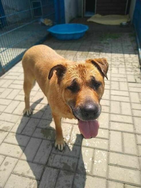 Saba - pies z Schroniska w Tychach. Adopcja. Szuka domu
