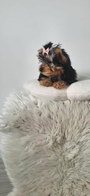 Piękna Malutka Sunia yorkshire terrier