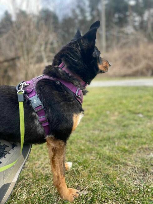 Sonia - pies z Schroniska w Tychach. Adopcja. Szuka domu
