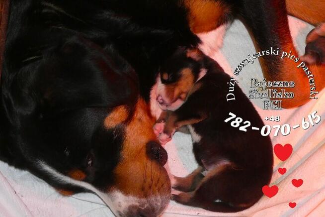 Duży szwajcarski pies pasterski DSPP hodowla szczeniak FCI