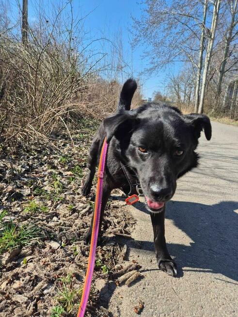 Mambo - pies z Schroniska w Tychach. Adopcja. Szuka domu