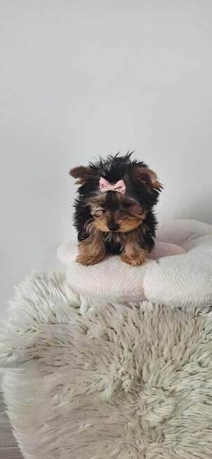 Piękna Malutka Sunia yorkshire terrier