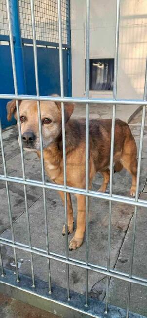 Michaś - pies z Schroniska w Tychach. Adopcja. Szuka domu