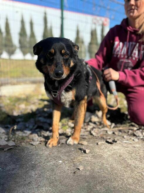 Sonia - pies z Schroniska w Tychach. Adopcja. Szuka domu