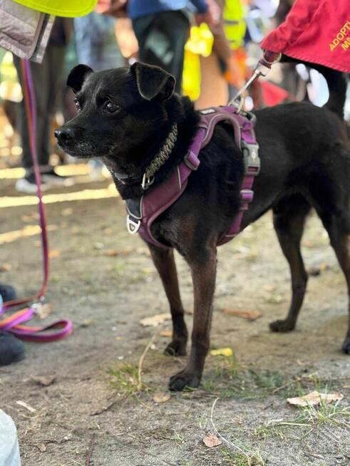 Rex - pies z Schroniska w Tychach. Adopcja. Szuka domu