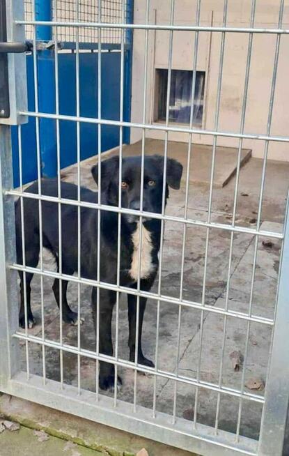 Miłosz - pies z Schroniska w Tychach. Adopcja. Szuka domu
