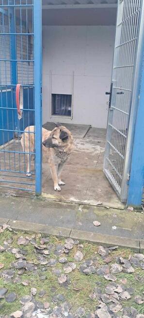 Miwan - pies z Schroniska w Tychach. Adopcja. Szuka domu