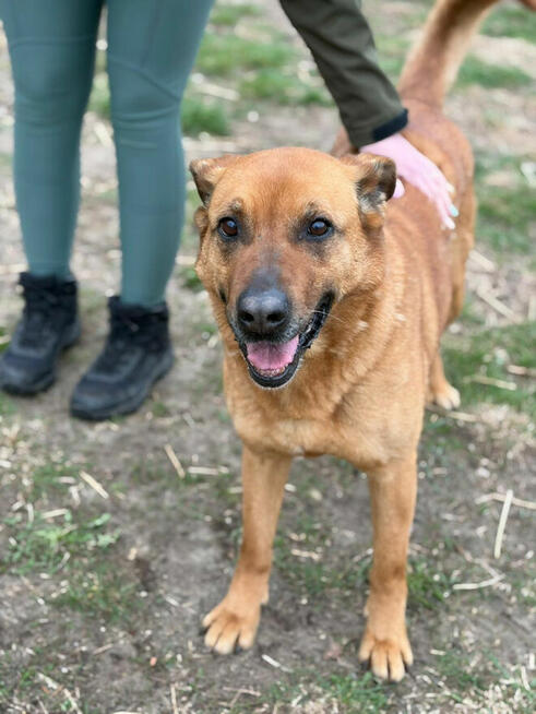 Ester seniorka ok 10 letnia sunia o wielkim sercu Bełchatów