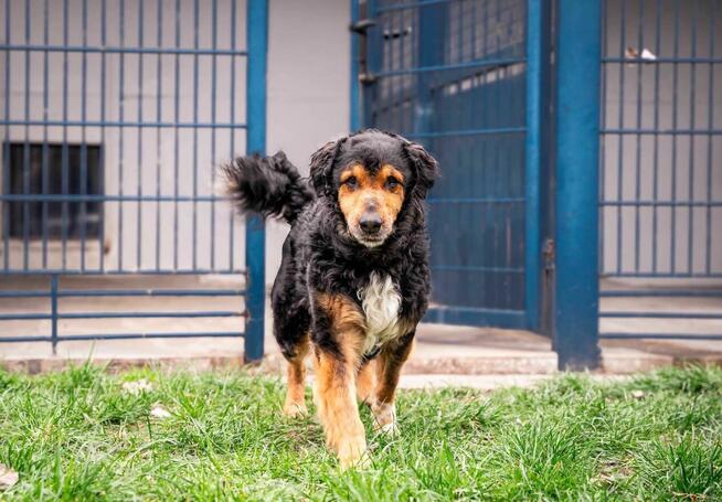 Krecik - pies z Schroniska w Tychach. Adopcja. Szuka domu