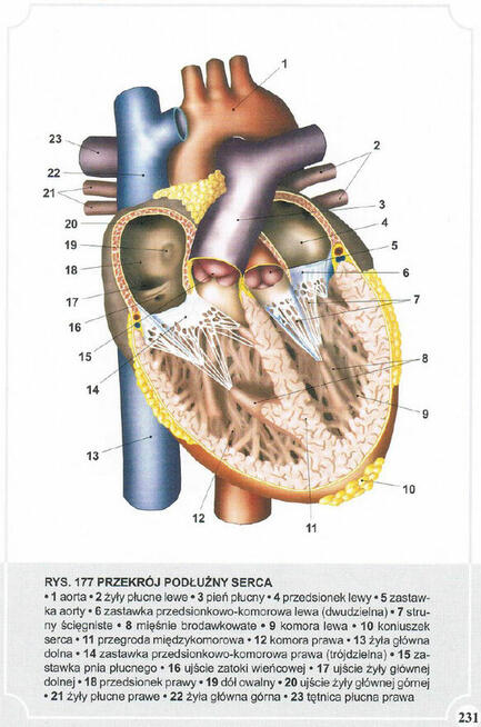 Atlas Anatomii Człowieka-Adam Zborowski