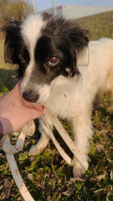 Nuka - pies z Schroniska w Tychach. Adopcja. Szuka domu