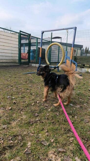 Pimpuś - pies z Schroniska w Tychach. Adopcja. Szuka domu