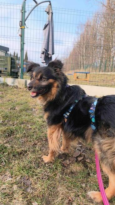 Pimpuś - pies z Schroniska w Tychach. Adopcja. Szuka domu