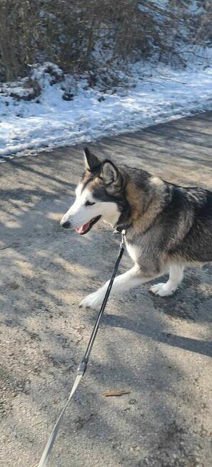 Sonia II - pies z Schroniska w Tychach. Adopcja. Szuka domu