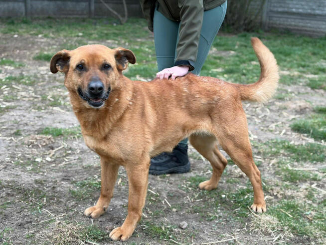 Ester seniorka ok 10 letnia sunia o wielkim sercu Bełchatów