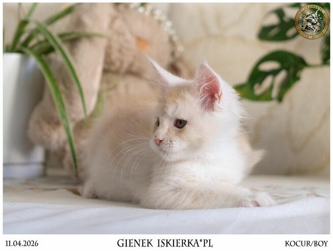 Gienek Iskierka*PL – Wyjątkowy kocur Maine Coon szuka domu