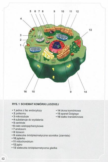 Atlas Anatomii Człowieka-Adam Zborowski