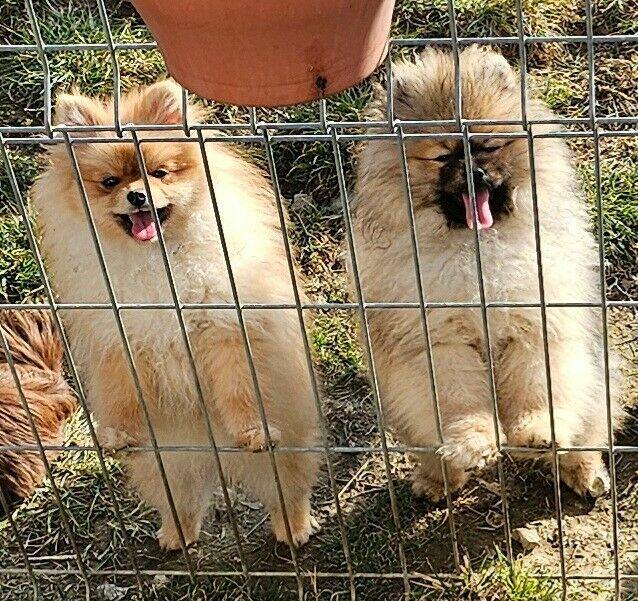 Szpic Miniaturowy Pomeranian