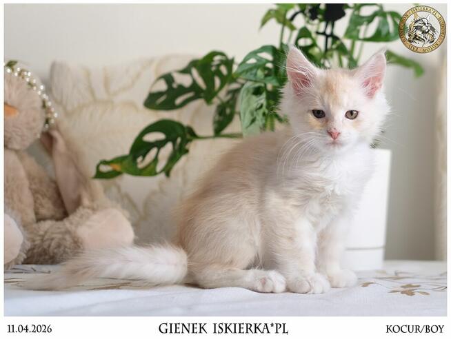 Gienek Iskierka*PL – Wyjątkowy kocur Maine Coon szuka domu