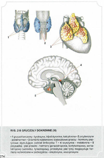 Atlas Anatomii Człowieka-Adam Zborowski