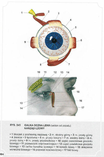 Atlas Anatomii Człowieka-Adam Zborowski
