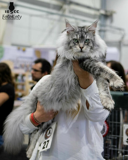 Gienek Iskierka*PL – Wyjątkowy kocur Maine Coon szuka domu