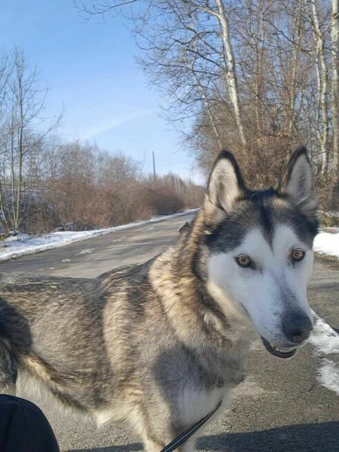Sonia II - pies z Schroniska w Tychach. Adopcja. Szuka domu