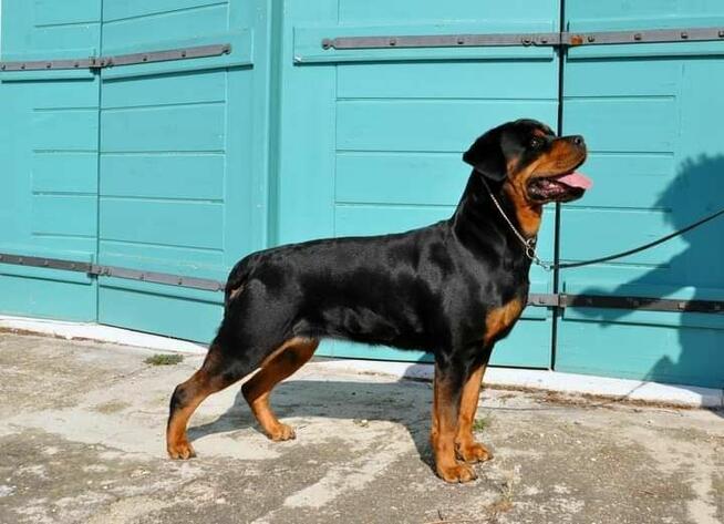 Rottweiler szczenięta- domowa hodowla.