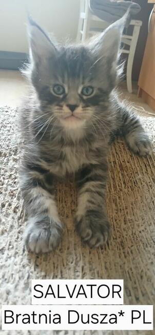 SALVATOR Bratnia Dusza *PL kocurek Maine COON Warszawa