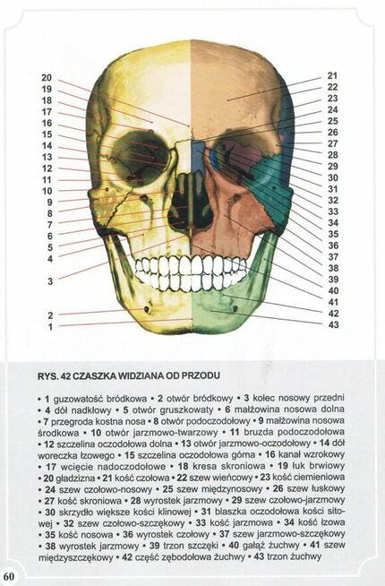 Atlas Anatomii Człowieka-Adam Zborowski