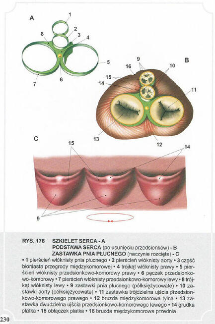 Atlas Anatomii Człowieka-Adam Zborowski