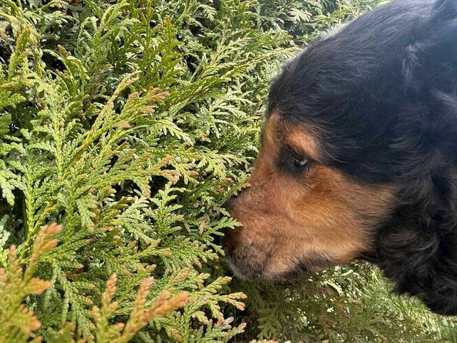 Krecik - pies z Schroniska w Tychach. Adopcja. Szuka domu