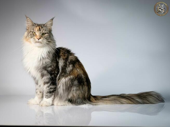 Gienek Iskierka*PL – Wyjątkowy kocur Maine Coon szuka domu