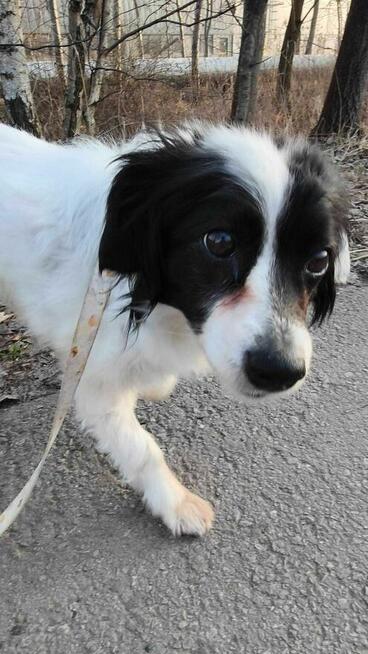 Nuka - pies z Schroniska w Tychach. Adopcja. Szuka domu