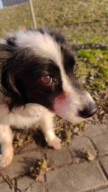 Nuka - pies z Schroniska w Tychach. Adopcja. Szuka domu