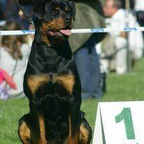 Rottweiler szczenięta- domowa hodowla.