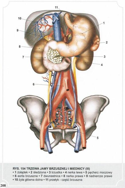 Atlas Anatomii Człowieka-Adam Zborowski