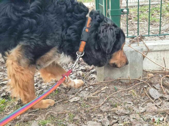 Krecik - pies z Schroniska w Tychach. Adopcja. Szuka domu